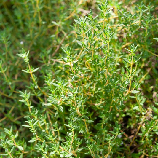 Thym d'hiver - Bakker