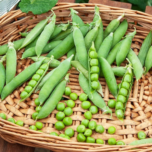 Pois rond nain Douce Provence - Bakker.com | France