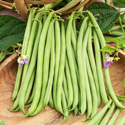 Haricot nain fin Delinel (Obt. Vilmorin) - Phaseolus vulgaris Delinel - Bakker