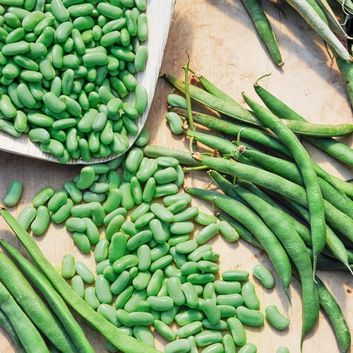 Haricot nain Flageolet Chevrier vert Flagrano - Bakker