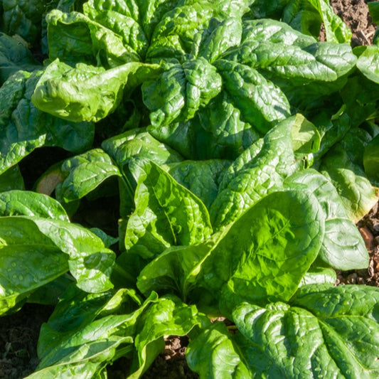 Bakker - Epinard Monstrueux de Viroflay - Spinacia oleracea  monstrueux de viroflay - Graines