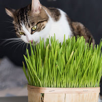 L'herbe à chat - Bakker