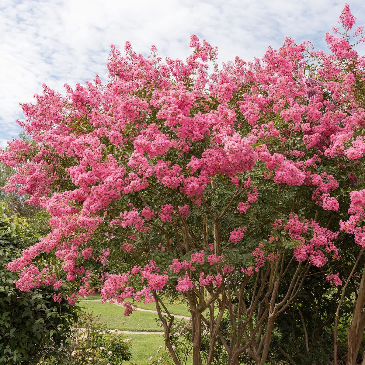 Lagerstroemia indica Turenne - Lilas des Indes rose - Arbustes