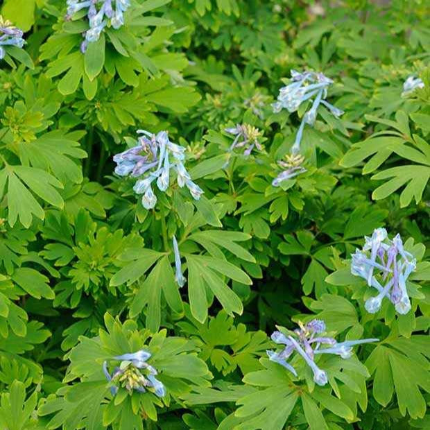 Corydalis Blue Line ® Couriblue - Corydalis x blue line ® ‘couriblue’ - Bakker