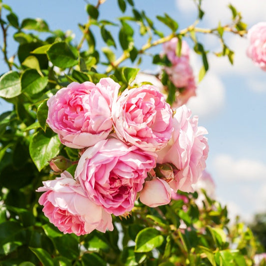 Rosier grimpant Jasmina Korcentex - Bakker
