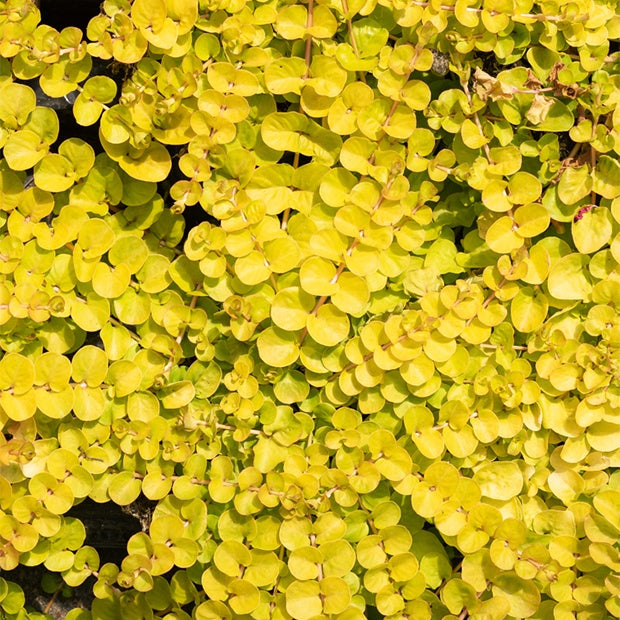 Lysimaque doré - Herbe aux écus dorés - Lysimachia nummularia Aurea - Bakker