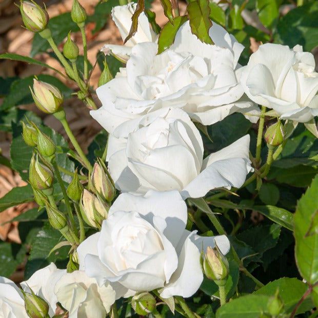Rosier sur tige Korbin - Rosa korbin - Bakker
