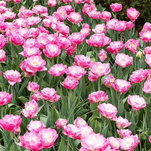 10 Tulipes à fleurs pivoine Pompon rose - Bakker
