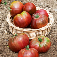 Tomate Noire de Crimée - Bakker.com | France
