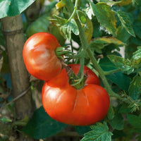 Plant Tomate Marmande - Bakker.com | France