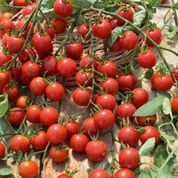 Plant Tomate Cerise Rouge Supersweet 100 - Bakker.com | France