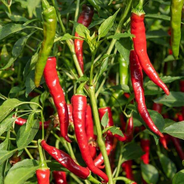 Capsicum frutescens - Piment vivace