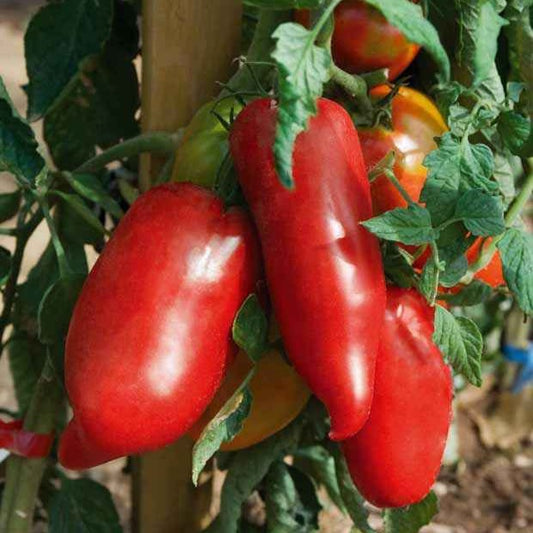 Plant Tomate Andine cornue - Bakker