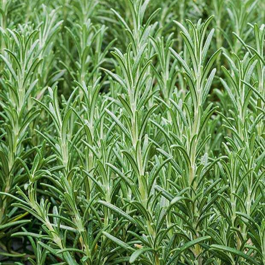 Plant Romarin - Bakker