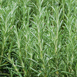 Plant Romarin - Bakker