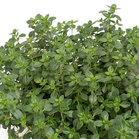Plant Thym citron - Bakker