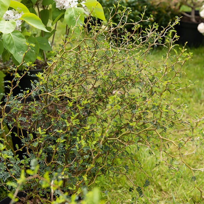Sophora prostrata Little Baby - Sophora prostrata little baby - Bakker