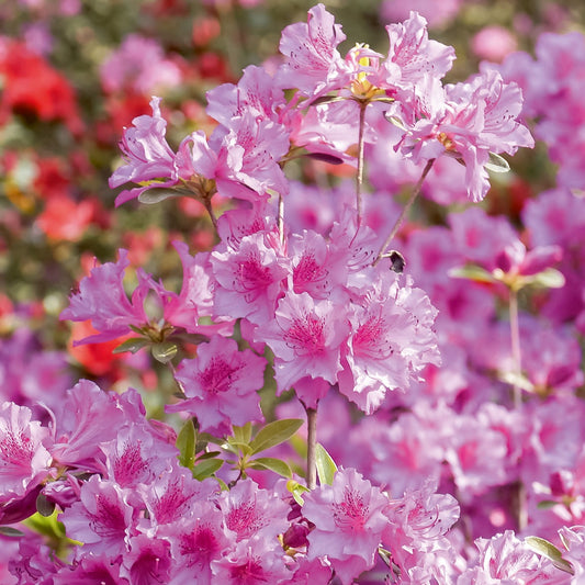 Azalée du Japon rose - Bakker