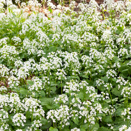 Pachyphragma macrophyllum - Bakker