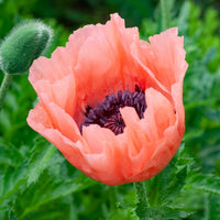 Pavot d'Orient Pattys Plum - Papaver orientale Patty's Plum - Bakker