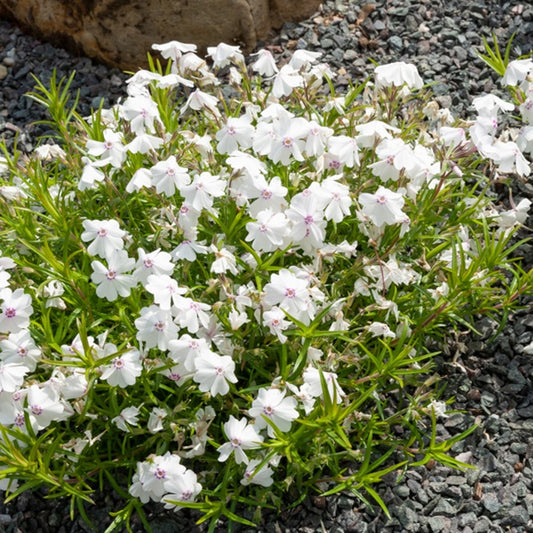 3 Phlox mousse Maischnee - Bakker