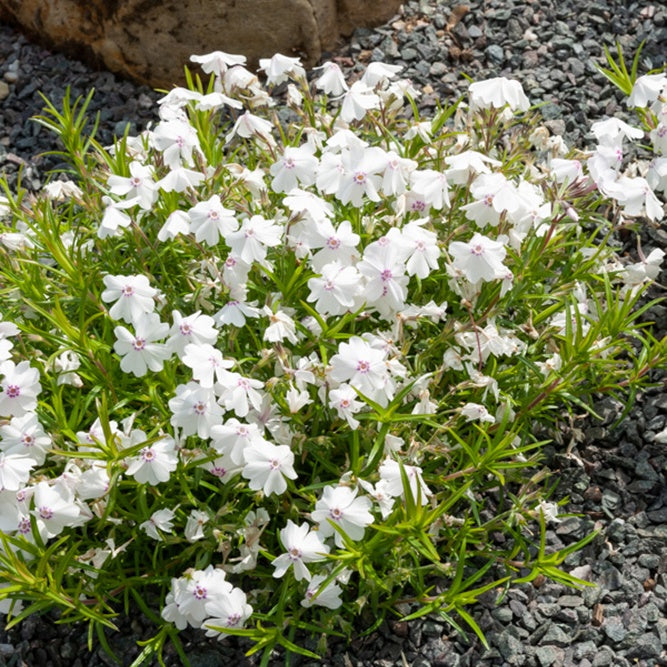 3 Phlox mousse Maischnee - Bakker