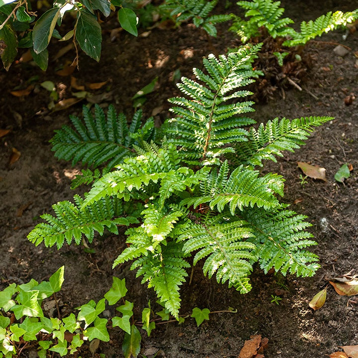 Polystichum polyblepharum - Aspidie du Japon Pattes d'ours - Fougère - Fougères