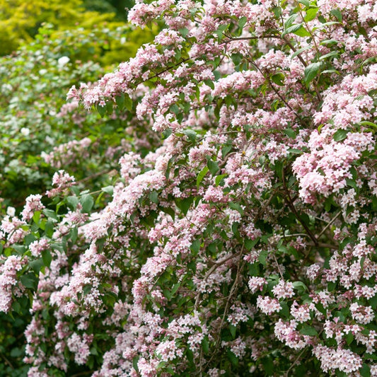 Buisson de beauté Pink Cloud - Bakker