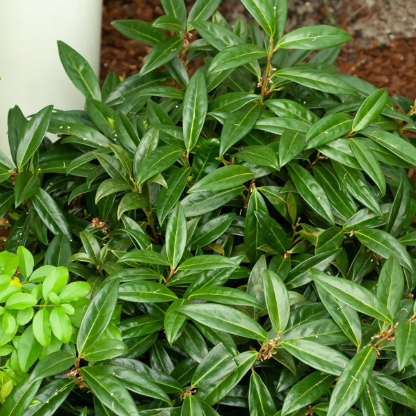 Bakker - Sarcococca hookeriana humilis - Sarcococca hookeriana humilis - Terrasses et balcons