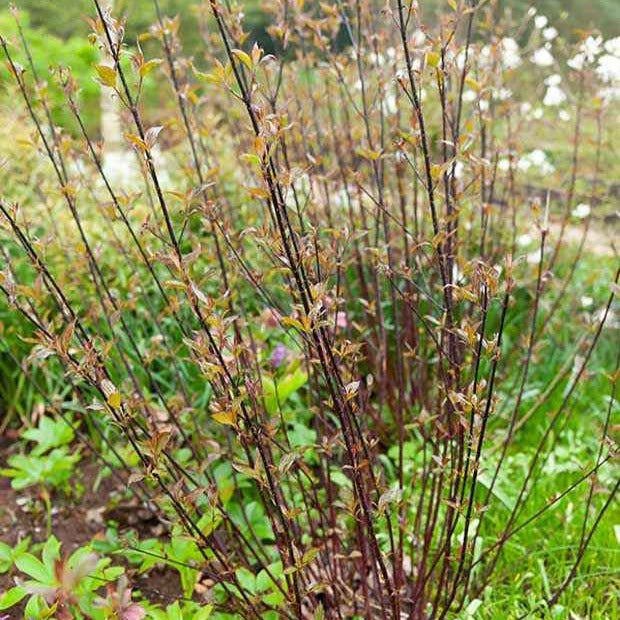 Cornouiller à bois noir Kesselringii - Bakker