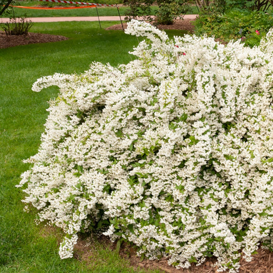Deutzia gracilis - Bakker