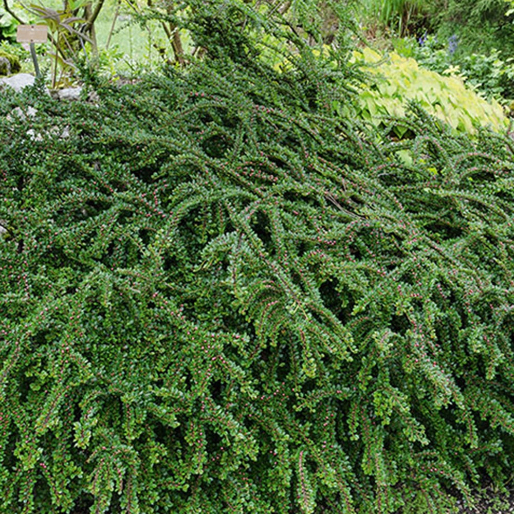 Cotoneaster rampant - Cotoneaster horizontalis - Bakker