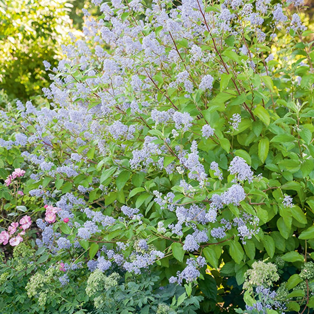 Ceanothus delilianus gloire de versailles - Céanothe Gloire de Versailles - Céanothe - Lilas de californie