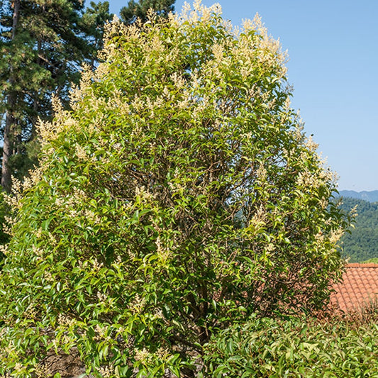 Troène commun - Bakker.com | France