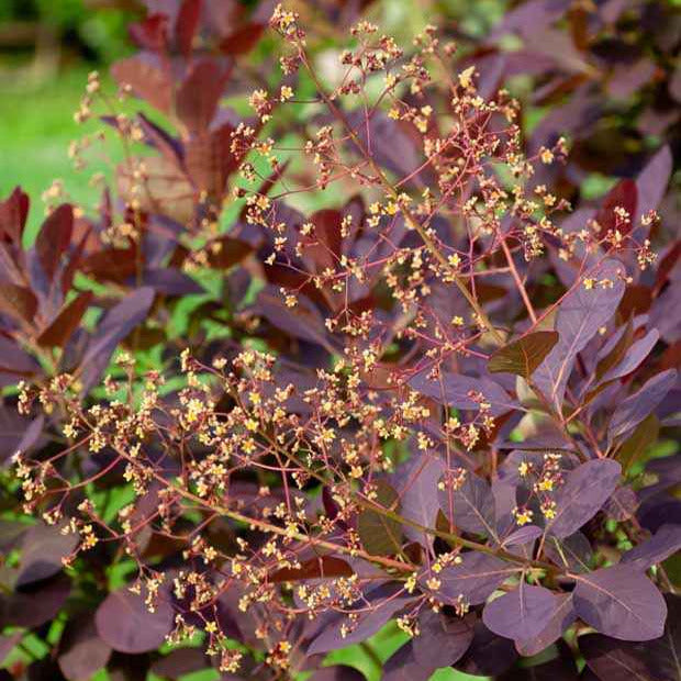 Arbre à perruque - Cotinus coggygria - Bakker