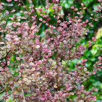 Bakker - Lophomyrtus ralphii Purpurea Nana - Lophomyrtus ralphii 'purpurea nana' - Terrasses et balcons