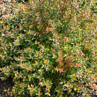 Abélia à grandes fleurs Sherwood - Abelia grandiflora 'sherwood' - Bakker