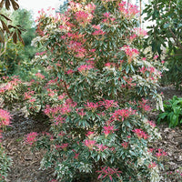 Andromède Flaming Silver - Bakker