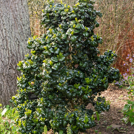 Bakker - Troène du Japon Rotundifolium - Ligustrum japonicum 'rotundifolium' - Plantes d'extérieur