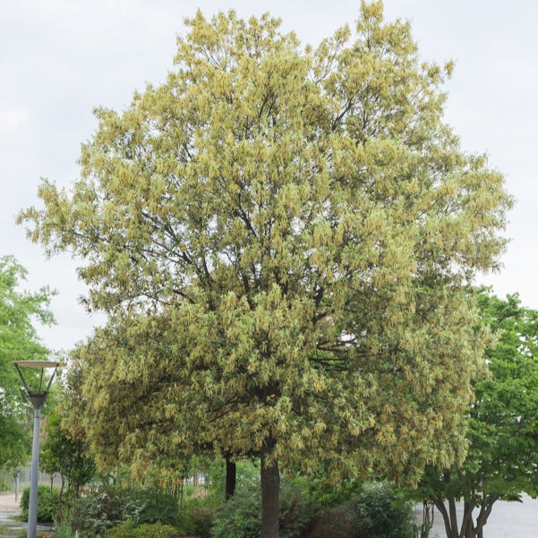 Bakker - Chêne vert - Quercus ilex