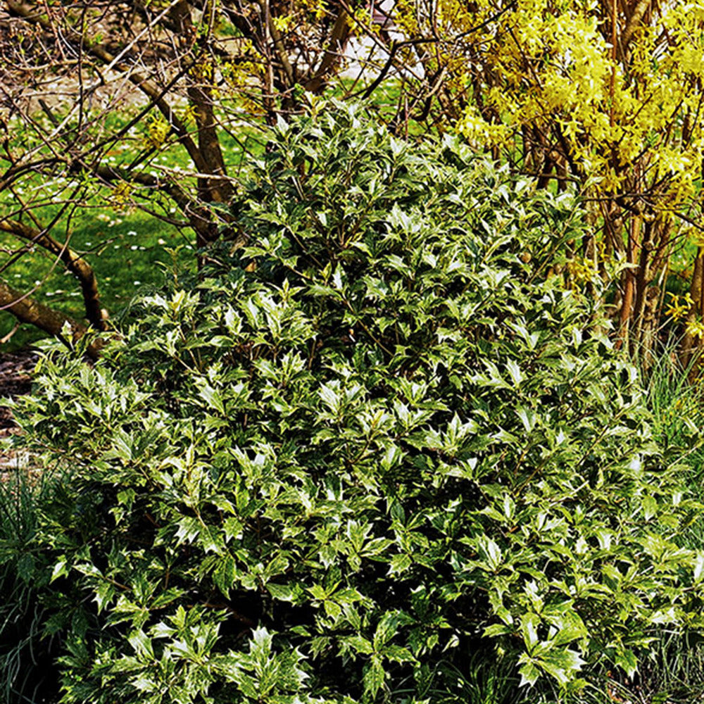 Bakker - Osmanthe à feuilles variables - Osmanthus heterophyllus - Terrasses et balcons