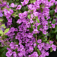 Bougainvillier - Bougainvillier Violet - Bougainvillea purple