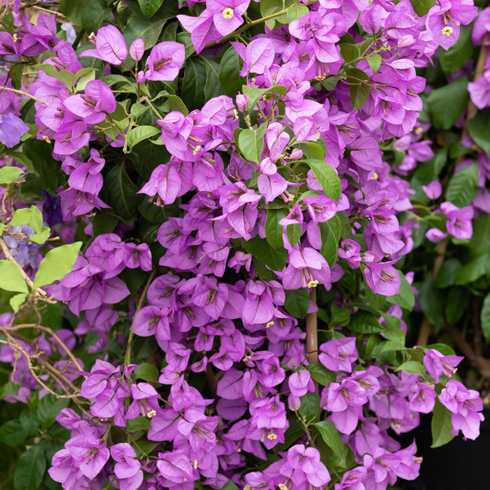 Bougainvillier - Bougainvillier Violet - Bougainvillea purple