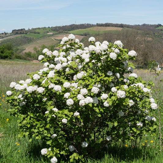 Bakker - Viorne de Carle - Viburnum carlesii - Plantes d'extérieur