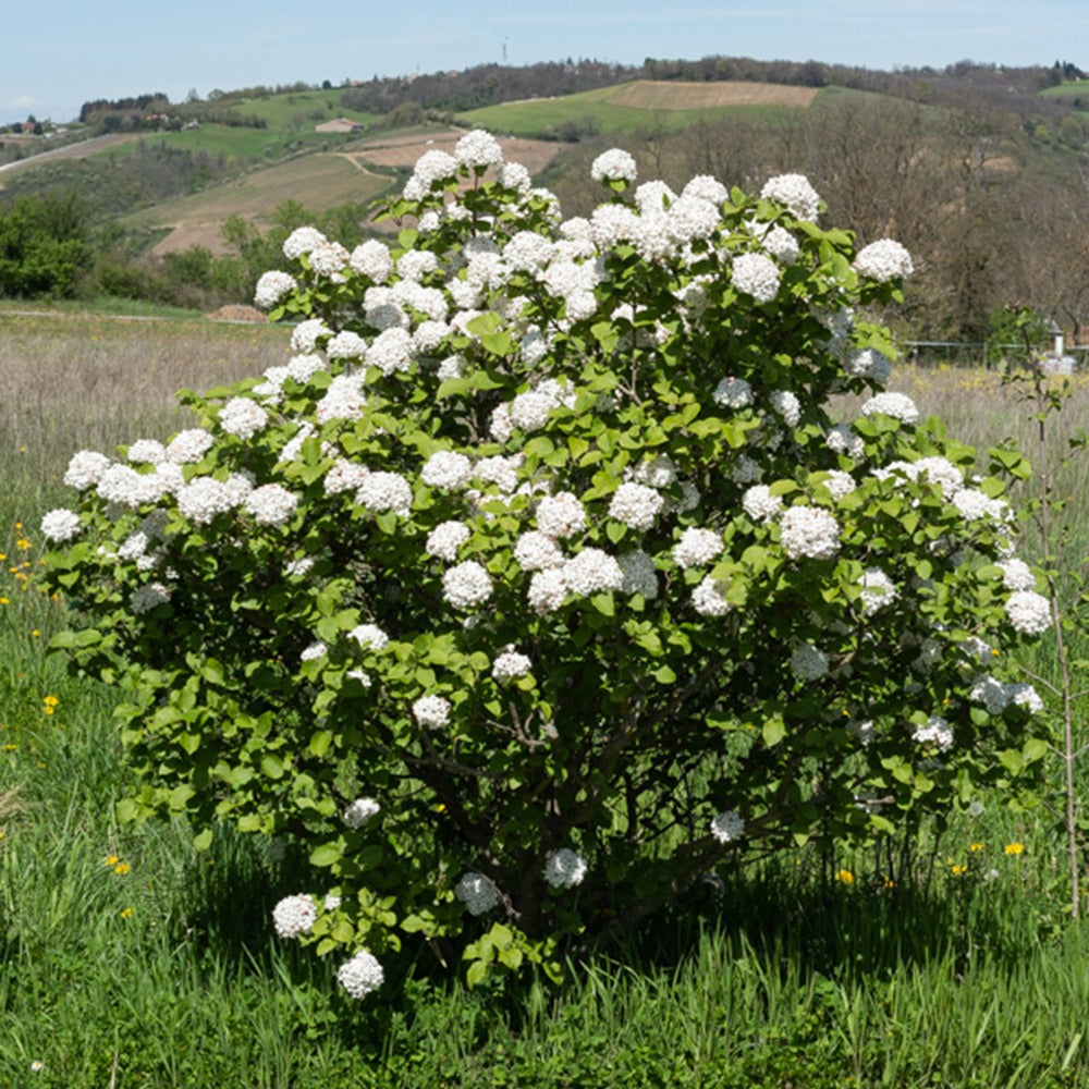 Bakker - Viorne de Carle - Viburnum carlesii - Plantes d'extérieur