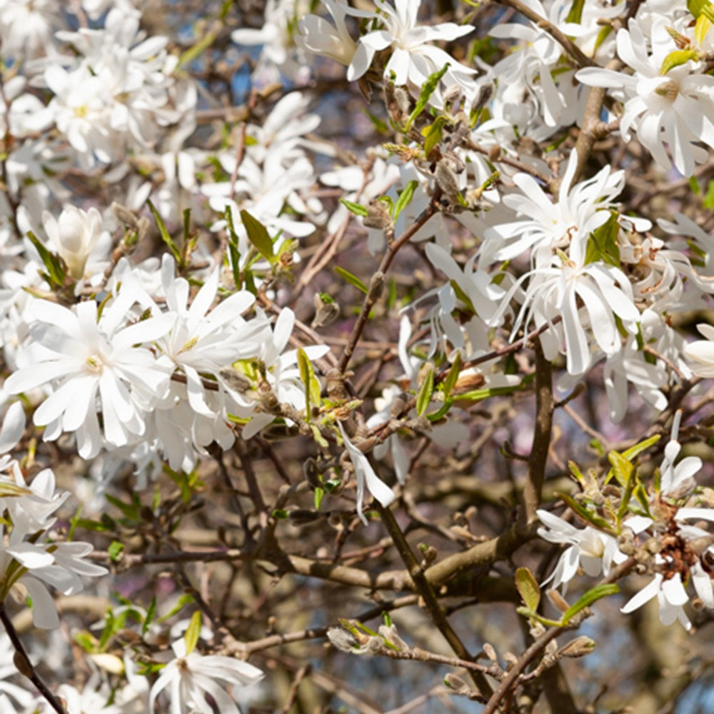 Magnolia stellata Royal Star - Magnolia stellata Royal Star - Magnolia