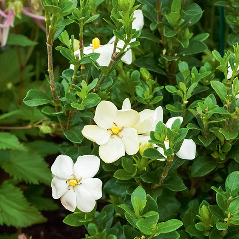 Bakker - Gardénia rustique Kleims Hardy - Gardenia jasminoides 'kleim's hardy' - Terrasses et balcons