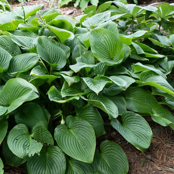 Hosta elata - Hosta elata - Bakker