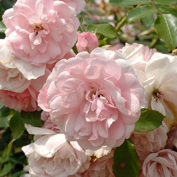 Rosier Bonica 82® - Bakker