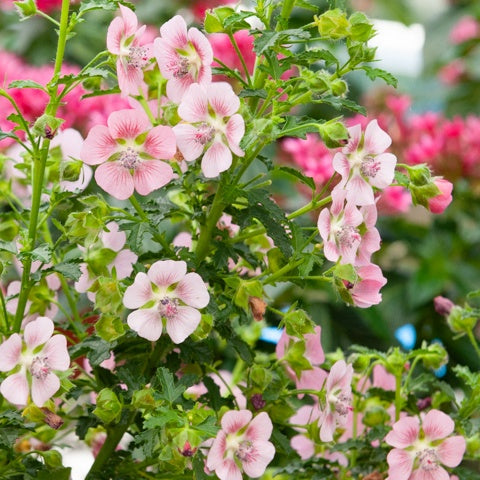 Bakker - Mauve du Cap - Anisodontea capensis - Terrasses et balcons